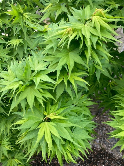 Acer Palmatum Ssp Amoenum Mikawa Yatsubusa Fresh Green Seed Common