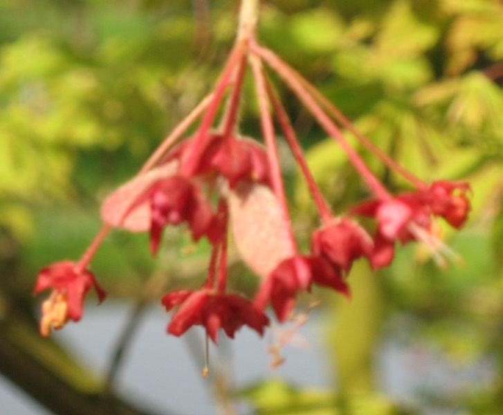 Acer Japonicum Var Aconitifolium Dry Seed Bonsai Hardwood Downy