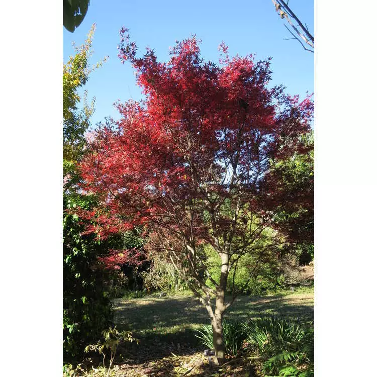 Acer Palmatum Ssp Amoenum Red Pygmy Fresh Green Seed Common Bonsai