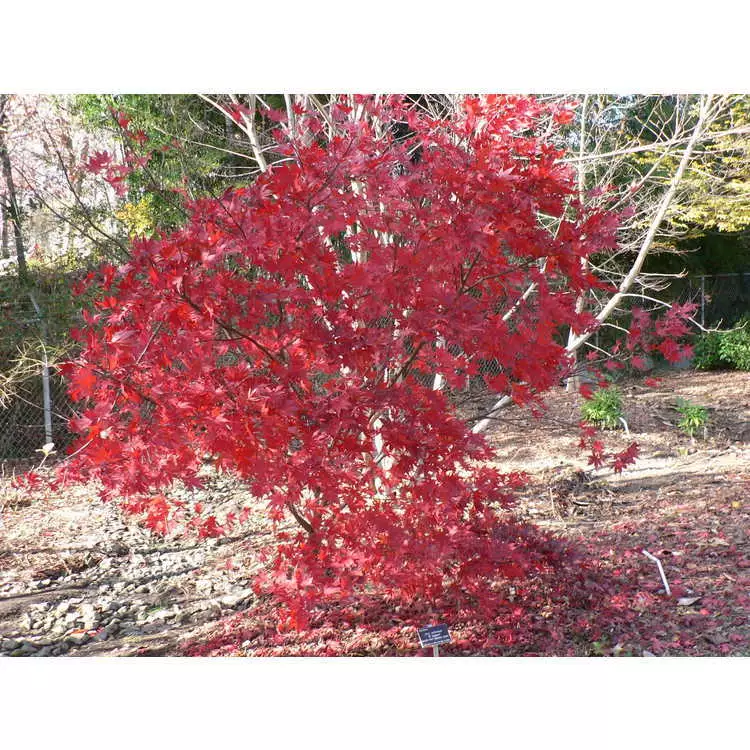 Acer Palmatum Ssp Matsumurae O Kagami Fresh Green Seed Common