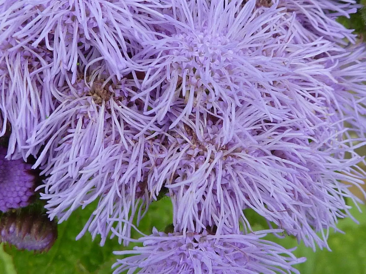 Ageratum Houstonianum Blue Mink Annual Herbaceous Plants