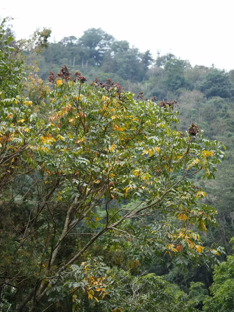 Sapindus Mukorossi Deciduous Tree Web Page Navigation Chinese