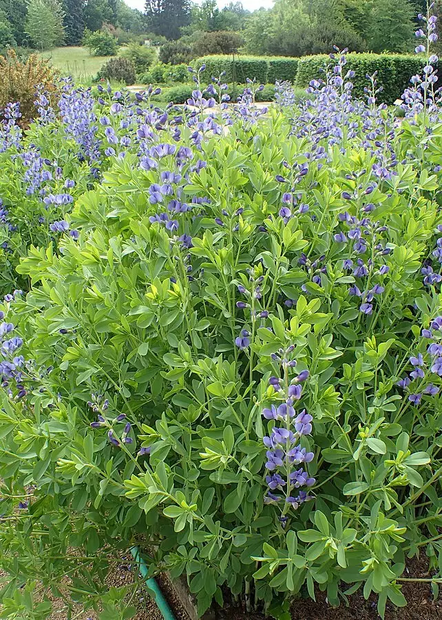 Baptisia Australis Herbaceous Plants Medicinal Herbs Perennial