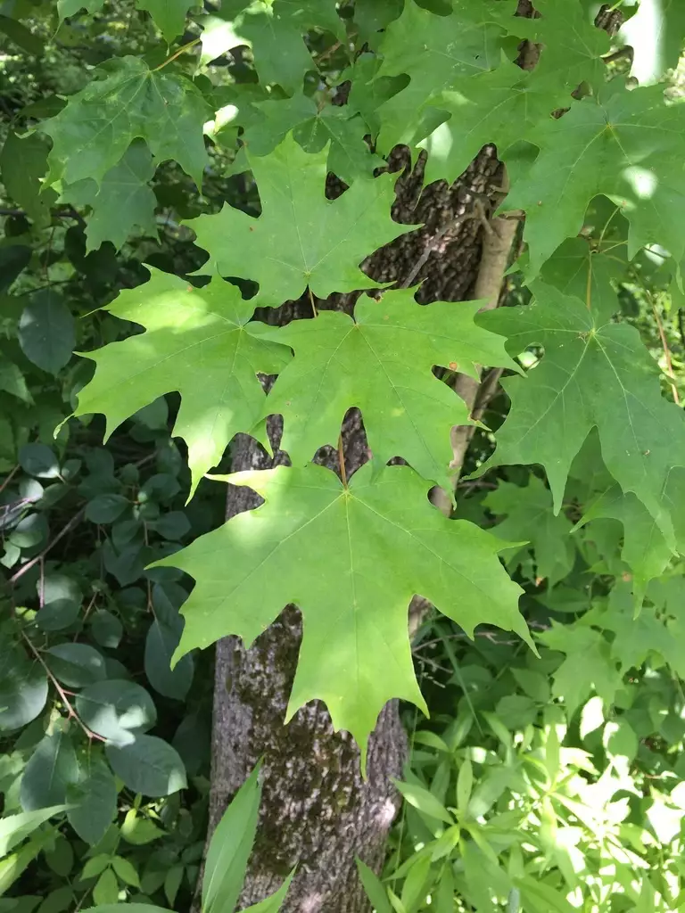 Acer Saccharum Southern Dewinged Deciduous Hardwood Shade Tree