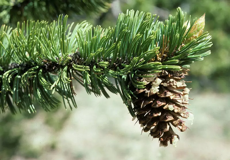 Pinus Aristata Common Bonsai Conifer Bristlecone Pine Colorado