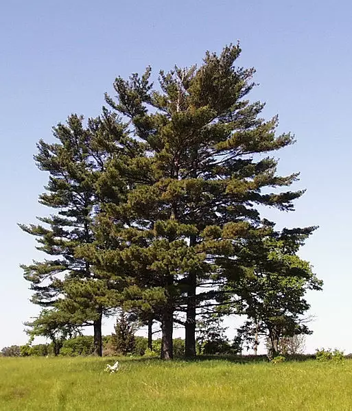 Pinus Strobus Minnesota Conifer Eastern White Pine Northern White