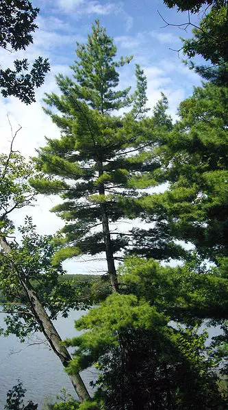 Pinus Strobus Minnesota Conifer Eastern White Pine Northern White