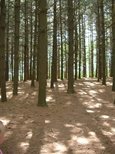 Pinus Strobus Minnesota Conifer Eastern White Pine Northern White