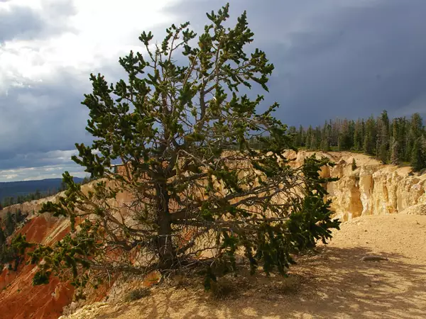 Pinus Aristata Common Bonsai Conifer Bristlecone Pine Colorado