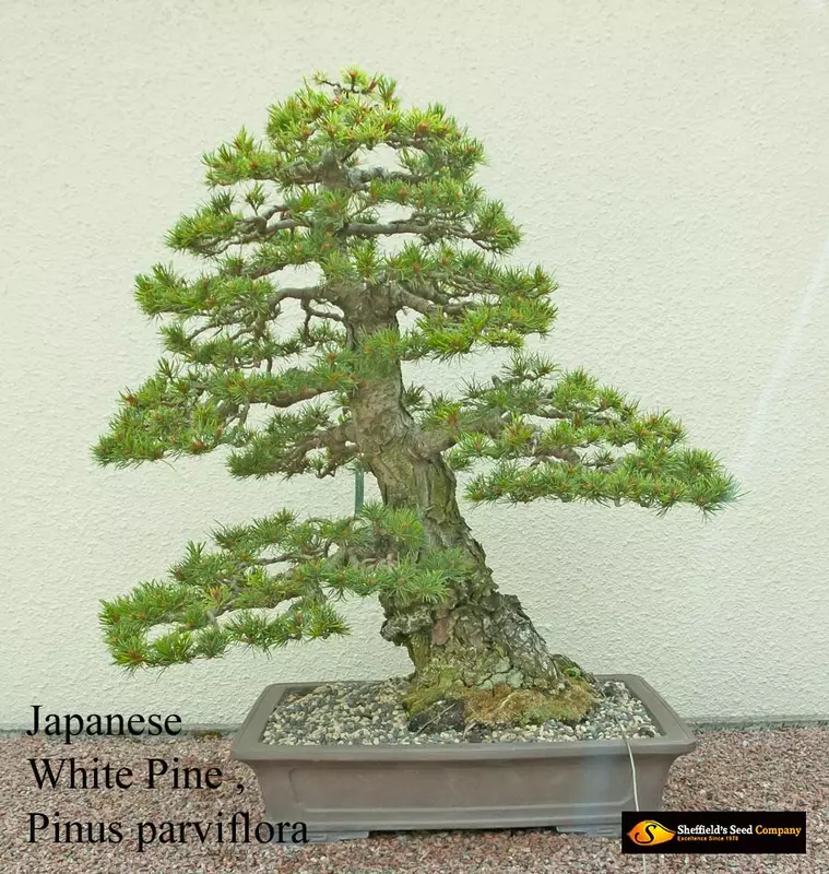 Japanese White Pine Bonsai - /data/6342545/white-pine-japanese---Pinus-parviflora3.jpeg