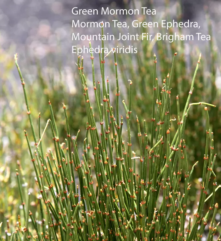 Mormon Tea Plant - /data/6342600/mormon-tea-meadow.jpeg