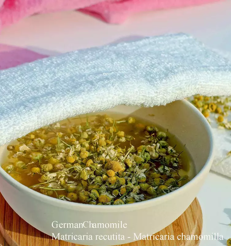 Chamomile - /data/6342608/chamomile-for-tea-2.jpeg