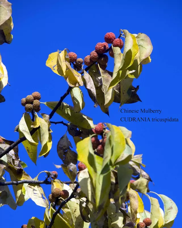 Chinese Mulberry Fruit Tree - /data/6342626/chinese-mulberry-tree-.jpeg