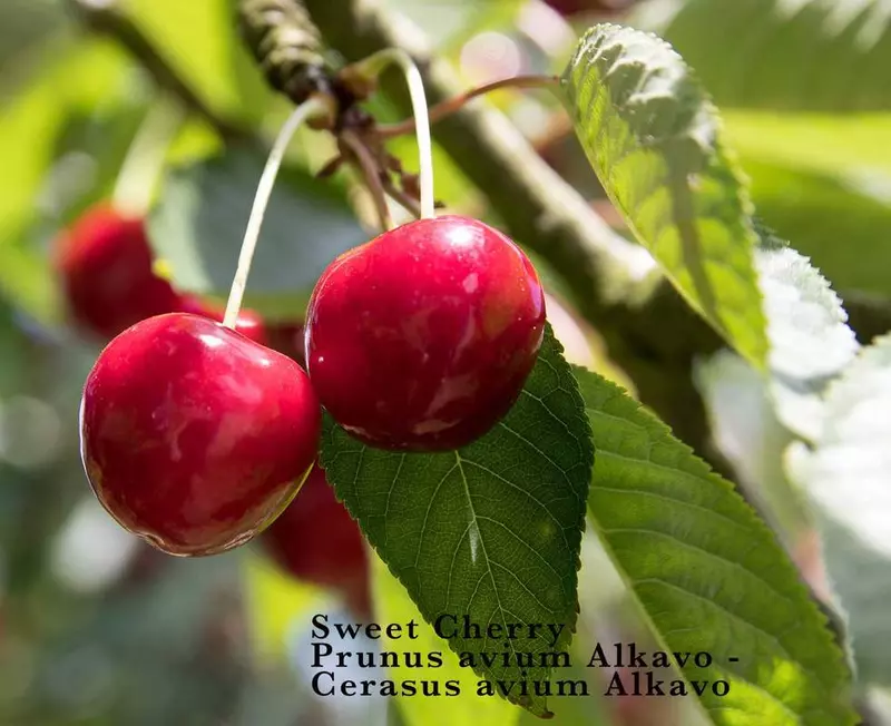 Sweet Cherry Fruit Seed - /data/6342638/Prunus_avium_45264124.jpeg