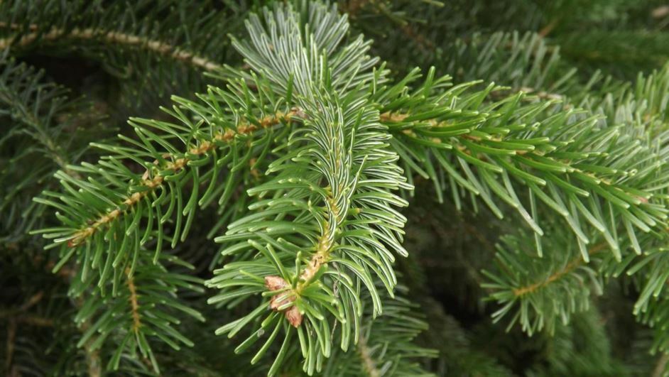 Abies Bornmuelleriana - Conifer,tree,web Page Navigation - Bornmuller's 