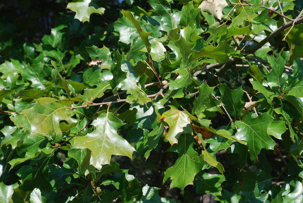 Quercus X Bushii - Web Page Navigation - Bush's Oak