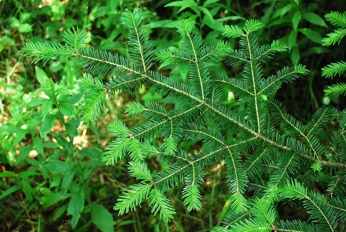 Abies balsamea var. phanerolepis Nova Scotia Conifer Bracted Balsam