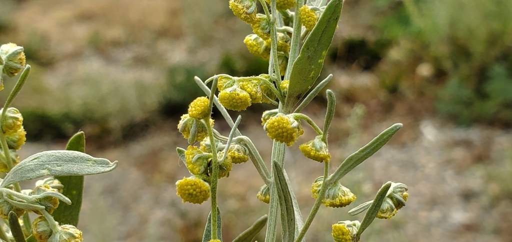 File:Artemisia annua detail.jpeg - Wikimedia Commons