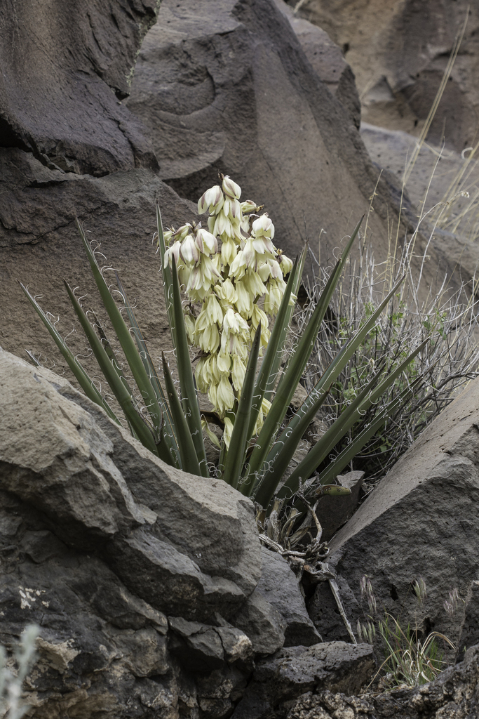 Datil Yucca Yucca baccata - Perennial,Wildflowers - Banana Yucca, Datil Yucca ...