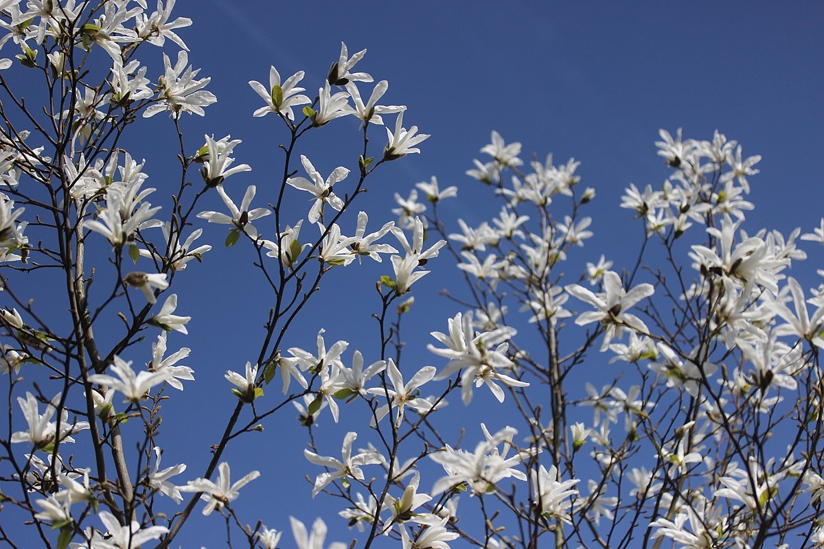 Magnolia salicifolia - Flowering Tree - Anise Magnolia, Willow-leaved ...