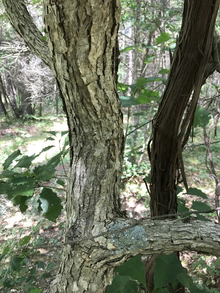 Quercus prinoides - Shrub - Dwarf Chinkapin Oak