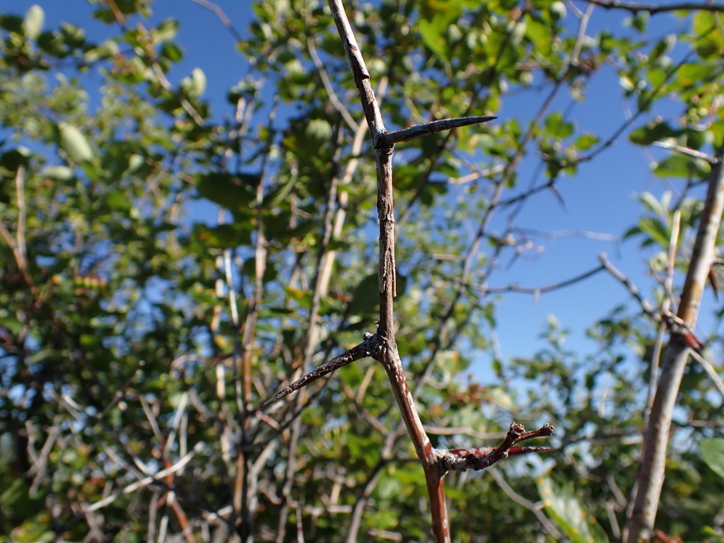 Crataegus douglasii - Flowering Tree,Medicinal Herbs,Tree,Web page ...