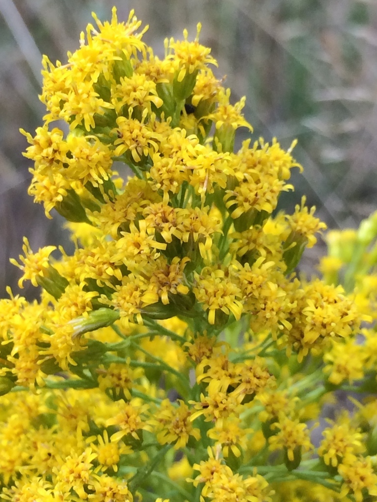 Solidago canadensis - Flower,Herbaceous Plants,Medicinal Herbs ...