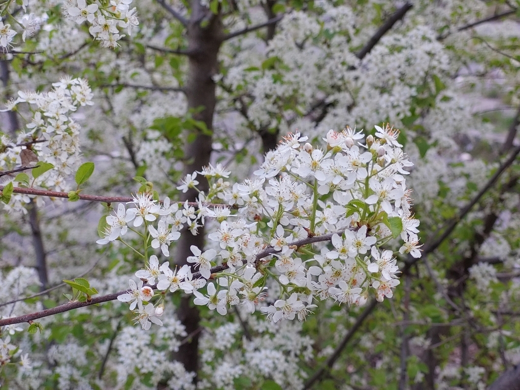 Prunus mahaleb CVI - Deciduous,Edible Fruit/Nuts,Flowering Tree ...