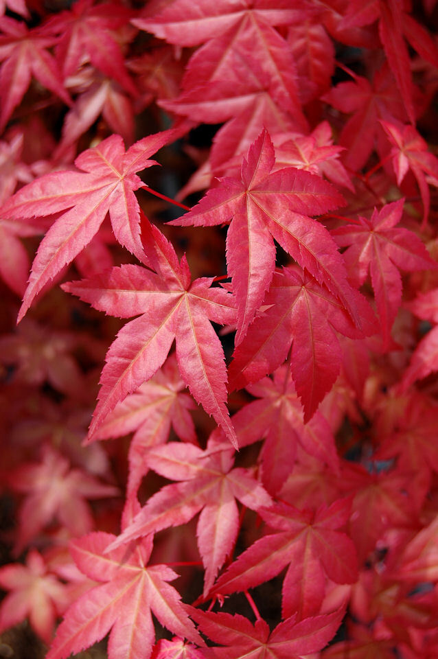 Acer palmatum 'Deshojo' dry seed - Web page Navigation - Deshojo ...