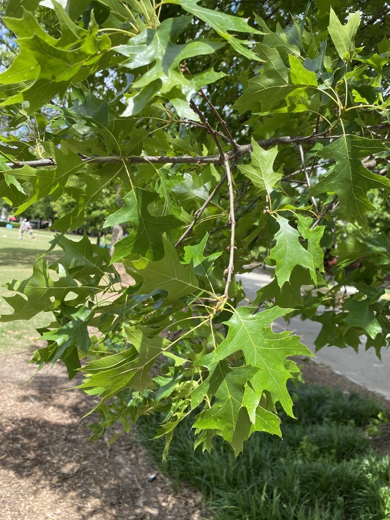 Quercus pagoda - Hardwood - Cherrybark Oak