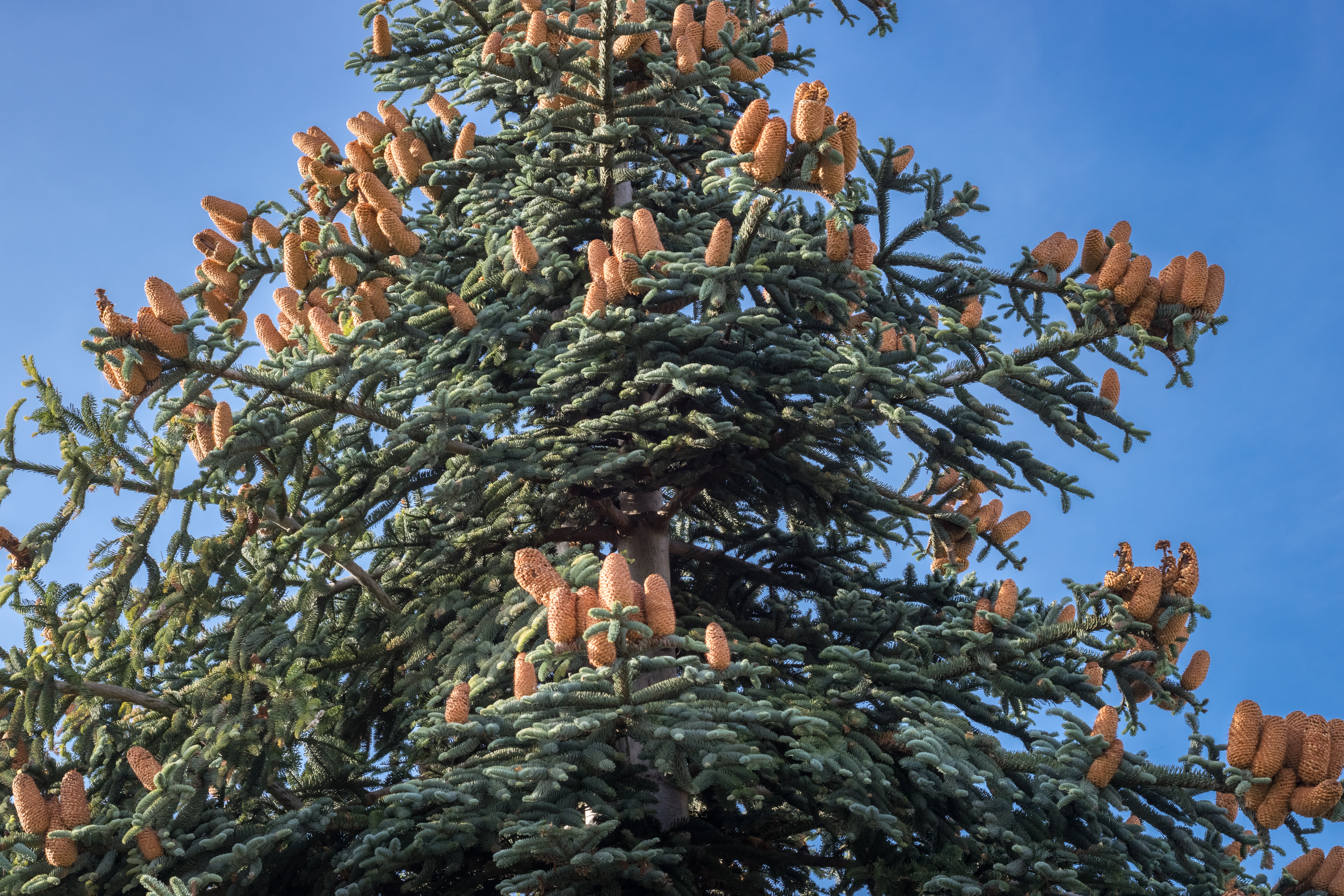 Single 'Hupp's procera Abies ノーブルもみ　アビエスプロセラ　プンゲンストウヒ　苗 procera abies Snake' Kingdom Conifer | Fir Noble コニファー・針葉樹