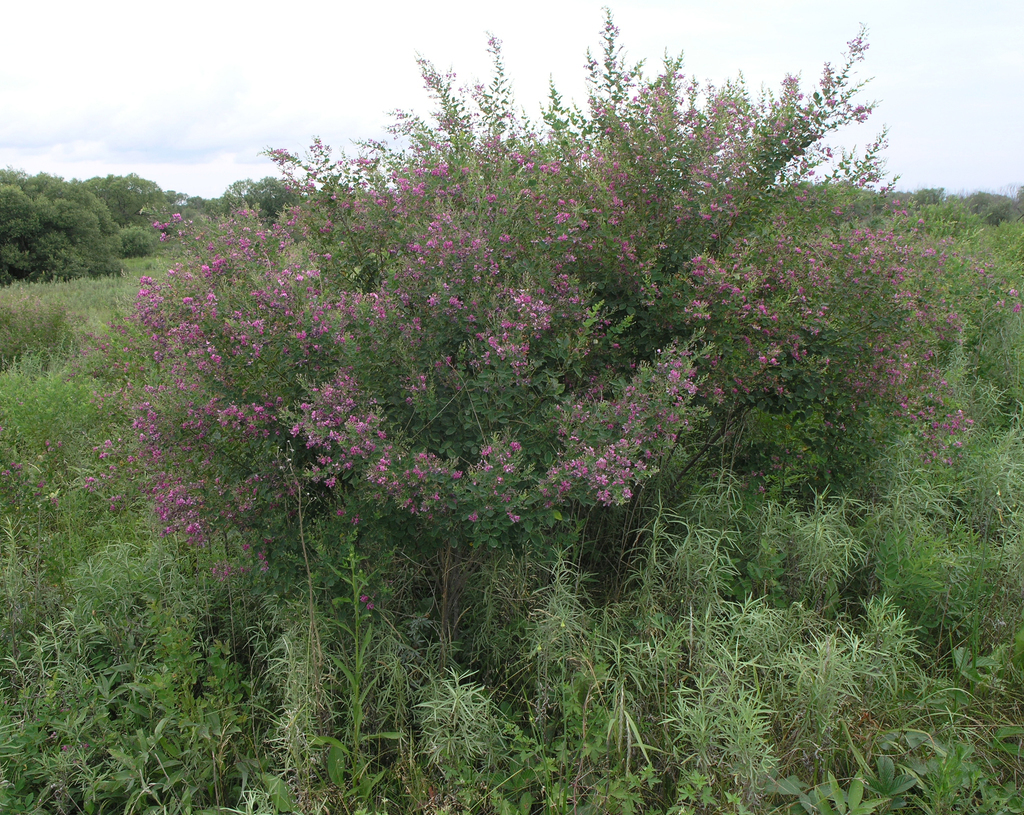 Lespedeza bicolor Shrub Bicolor Lespedeza, Bush Clover, Shrub