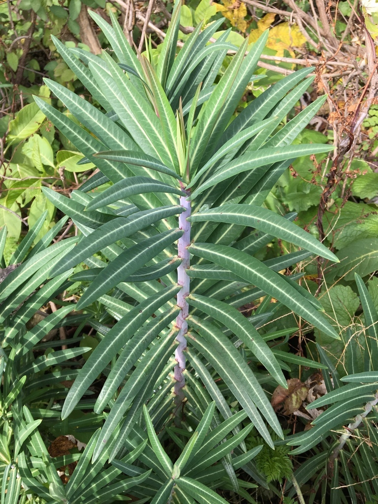 Euphorbia lathyris - Biennial,Flower,Web page Navigation