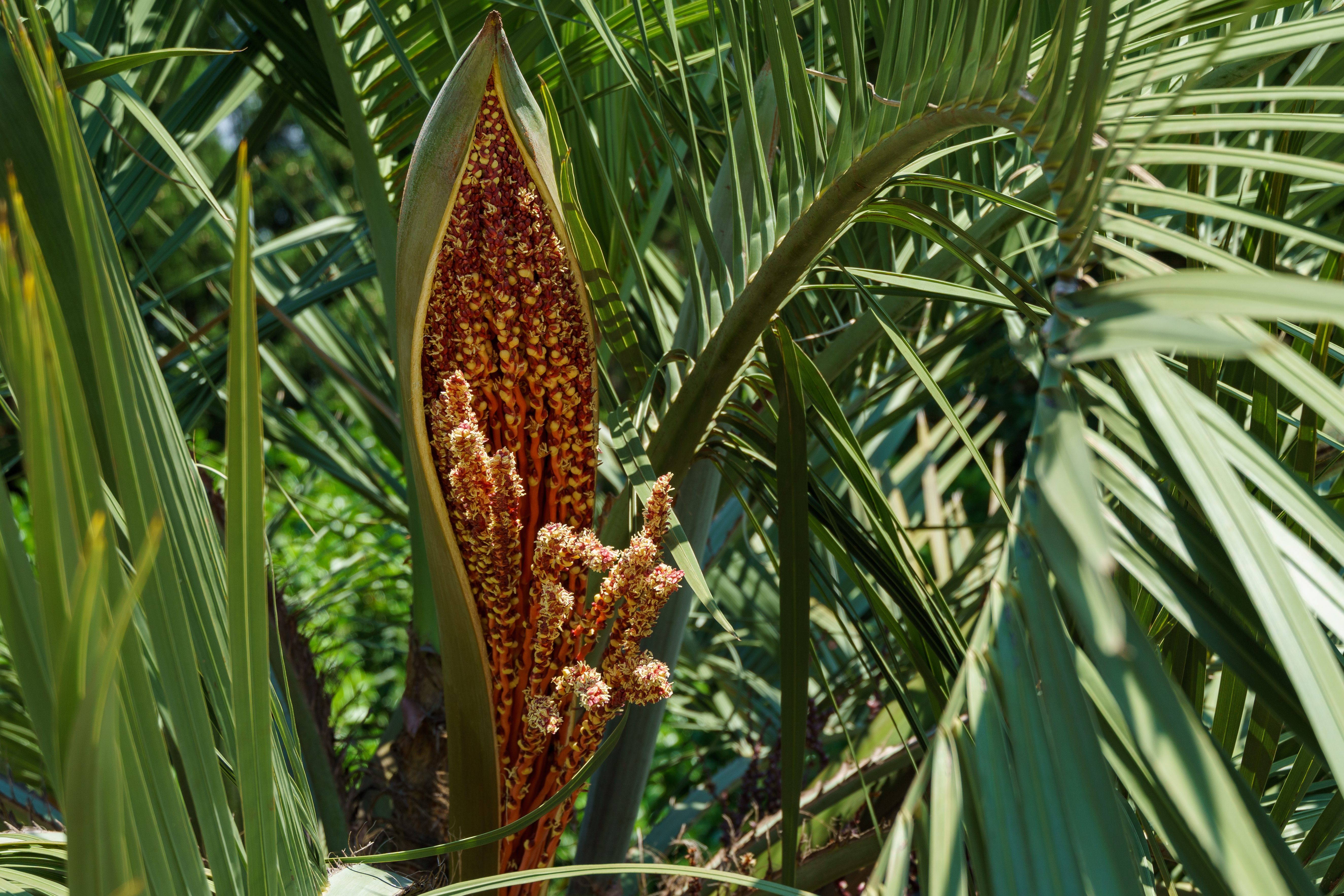 Butia capitata - Palm,Tree,Tropical,Web page Navigation - Coco Palm, Jelly  Palm, Pindo Palm, South American Jelly Palm