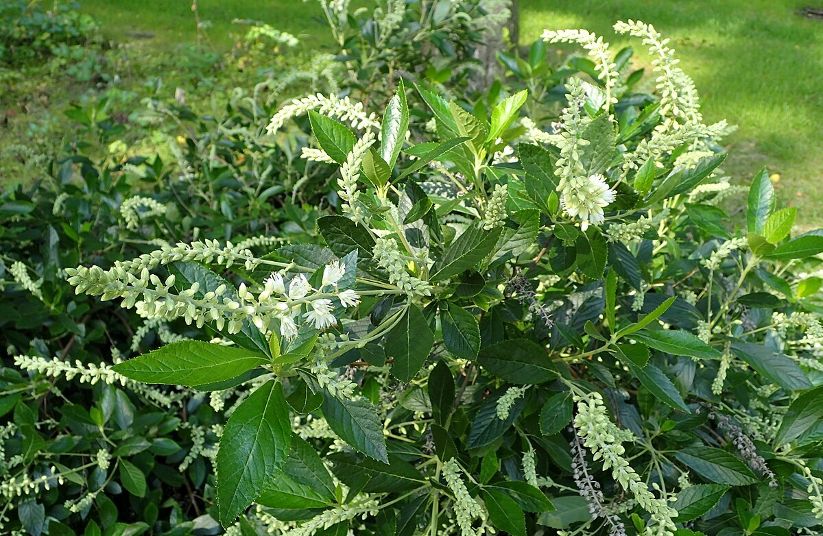 Hummingbird Strub Clethra alnifolia 'Hummingbird' - Shrub - Hummingbird Summer-sweet