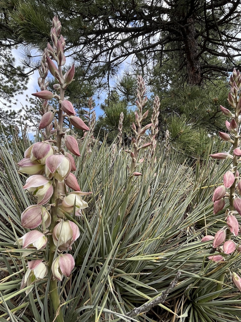 Yucca glauca - Perennial - Great Plains Yucca, Soapweed , Soapweed ...