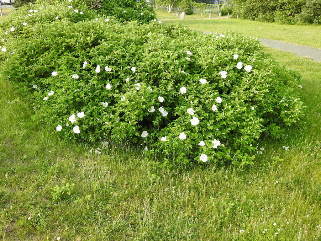Rosa rugosa 'Alba' - Shrub - White Rugosa Rose