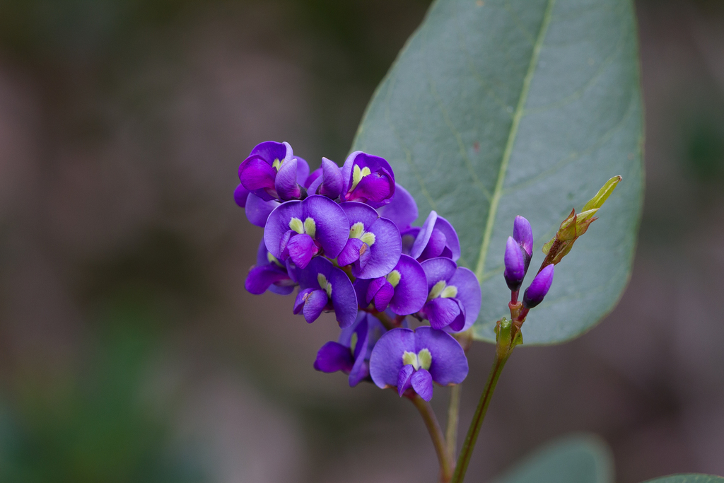 Hardenbergia violacea - Vine,Web page Navigation - Coral-pea