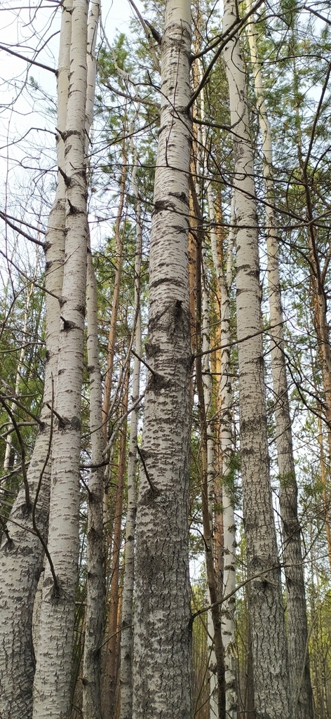 Populus tremula - Deciduous,Medicinal Herbs,Tree,Web page Navigation ...
