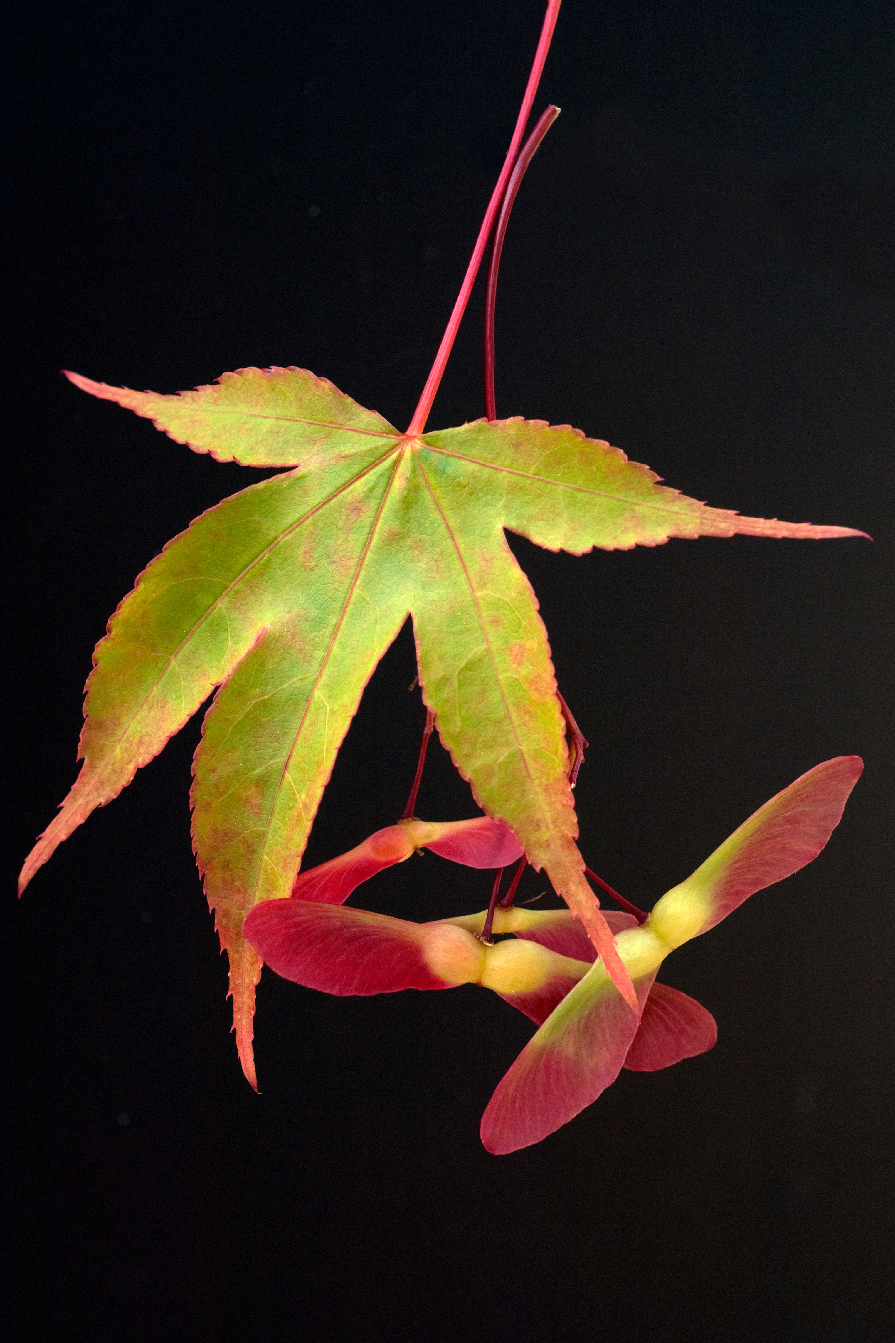Acer palmatum ssp. amoenum 'Osakazuki' dry seed - Common Bonsai