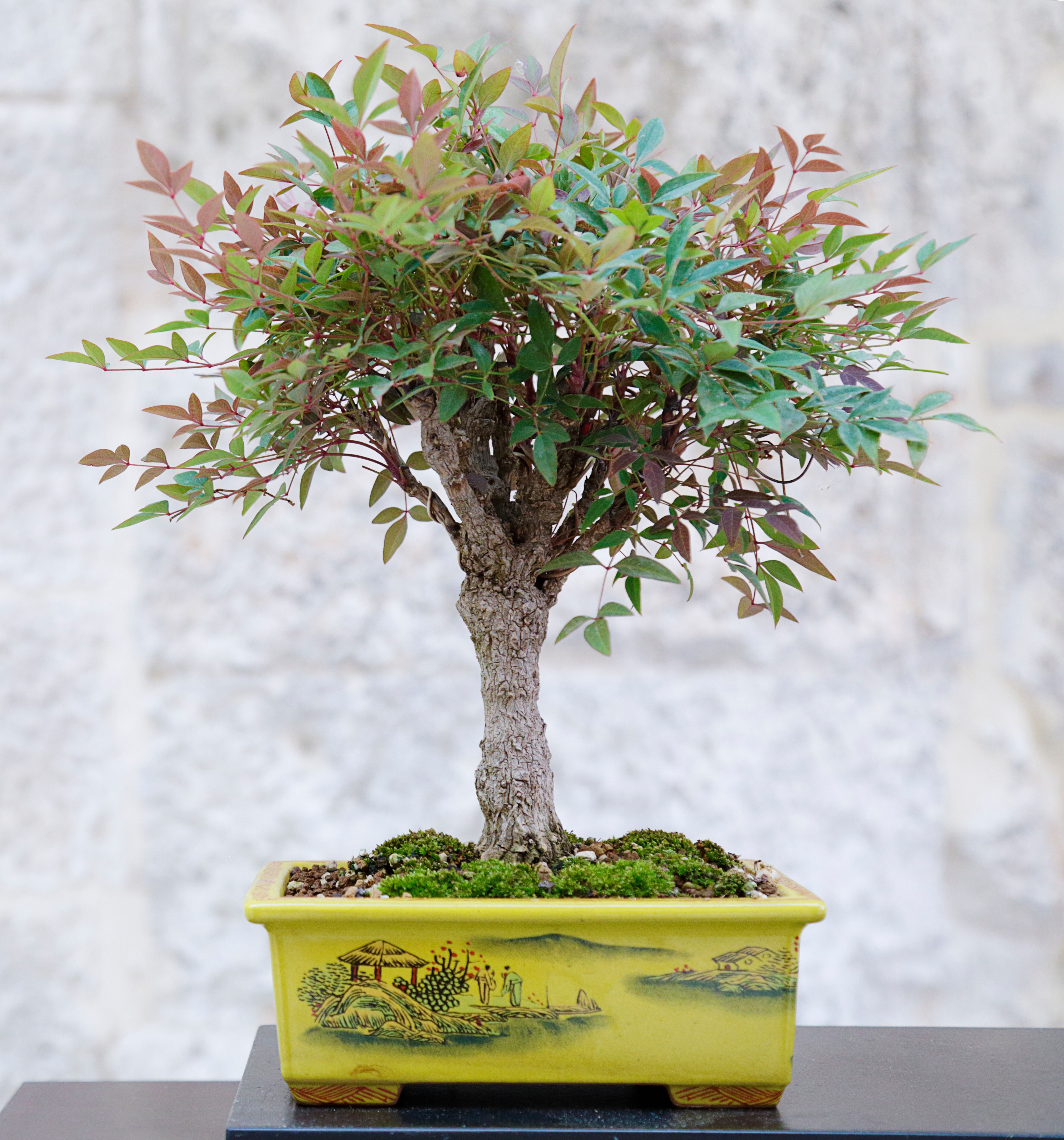 Nandina domestica - Common Bonsai,Shrub - Heavenly Bamboo, Sacred Bamboo