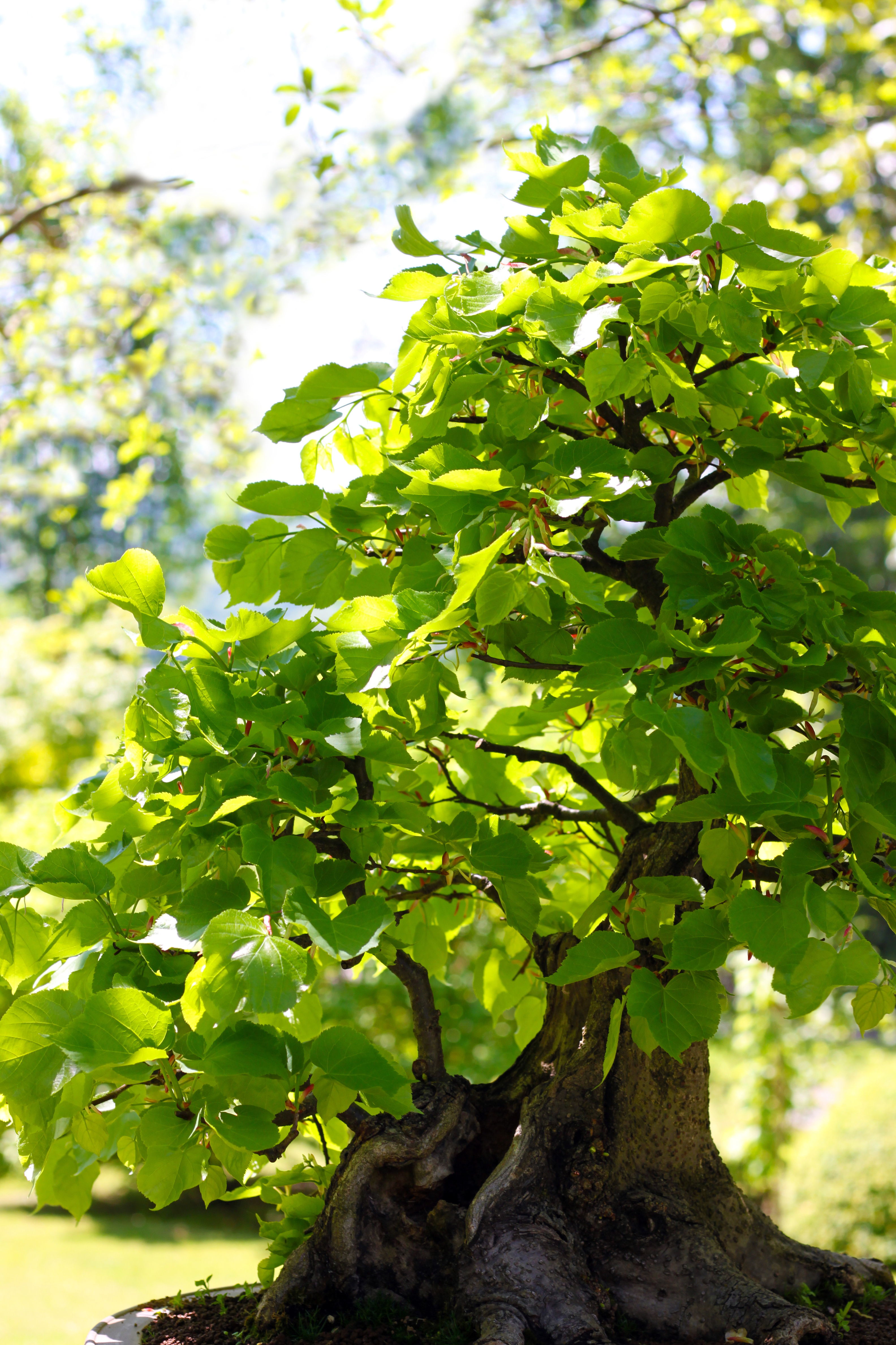 Tilia cordata - Common Bonsai,Deciduous - Little-leaf Linden, Littleleaf  Linden, Small-leaved Lime