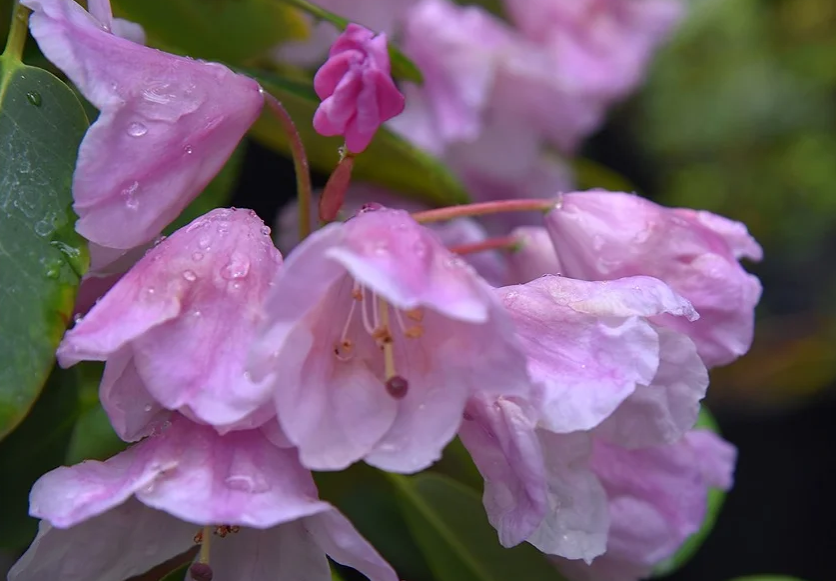 Rose Tree Rhododendrum Rhododendron qiaojiaense - Web page Navigation - Rose of the Mountains