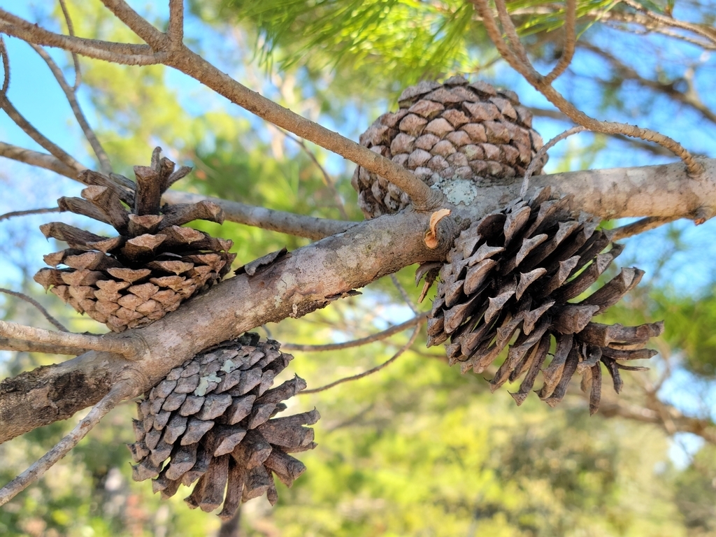 Pinus clausa Ocala - Web page Navigation - Ocala Sand Pine, Sand Pine