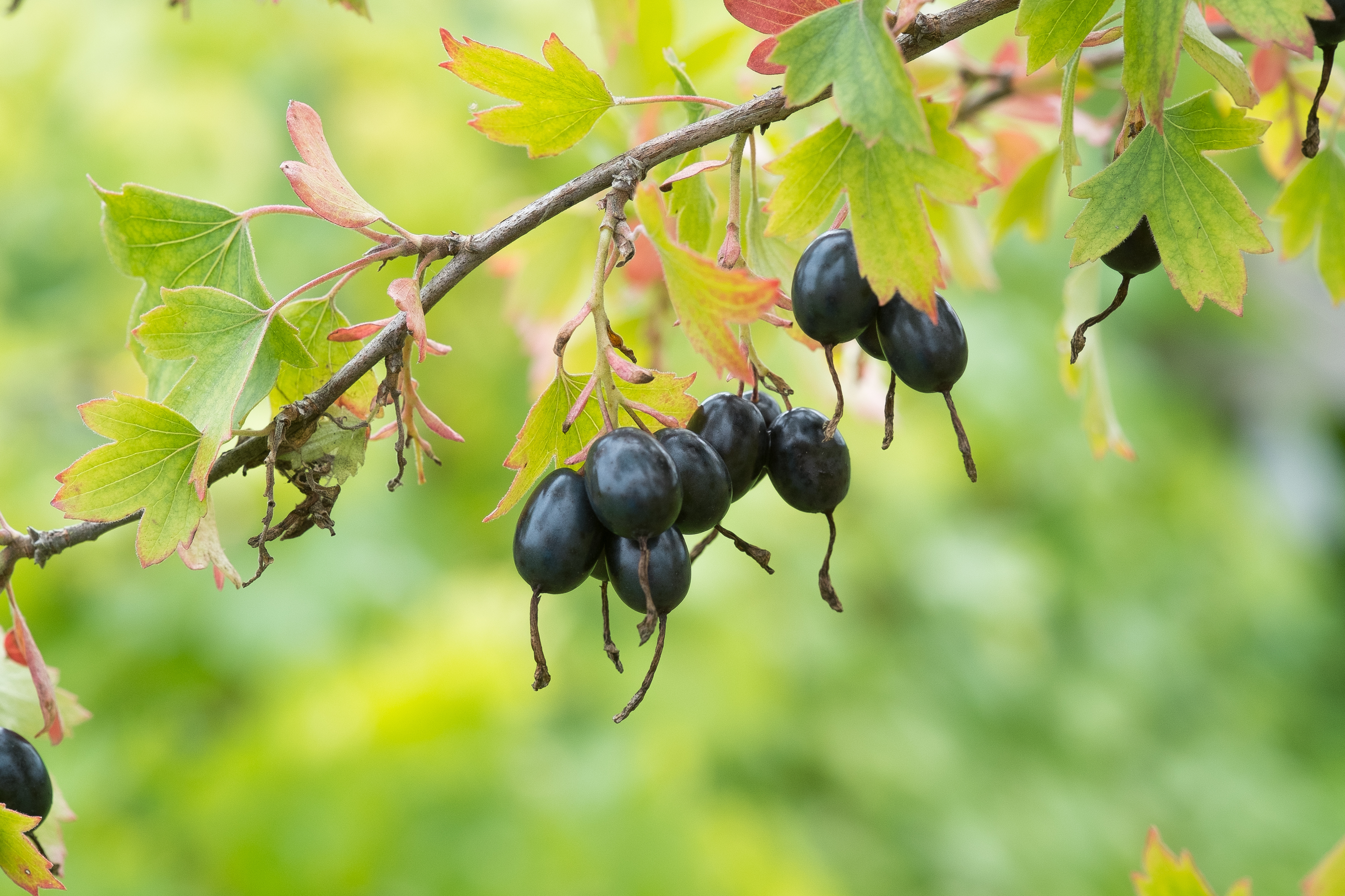 Ribes aureum - Shrub,Web page Navigation - Buffalo Currant, Clove ...