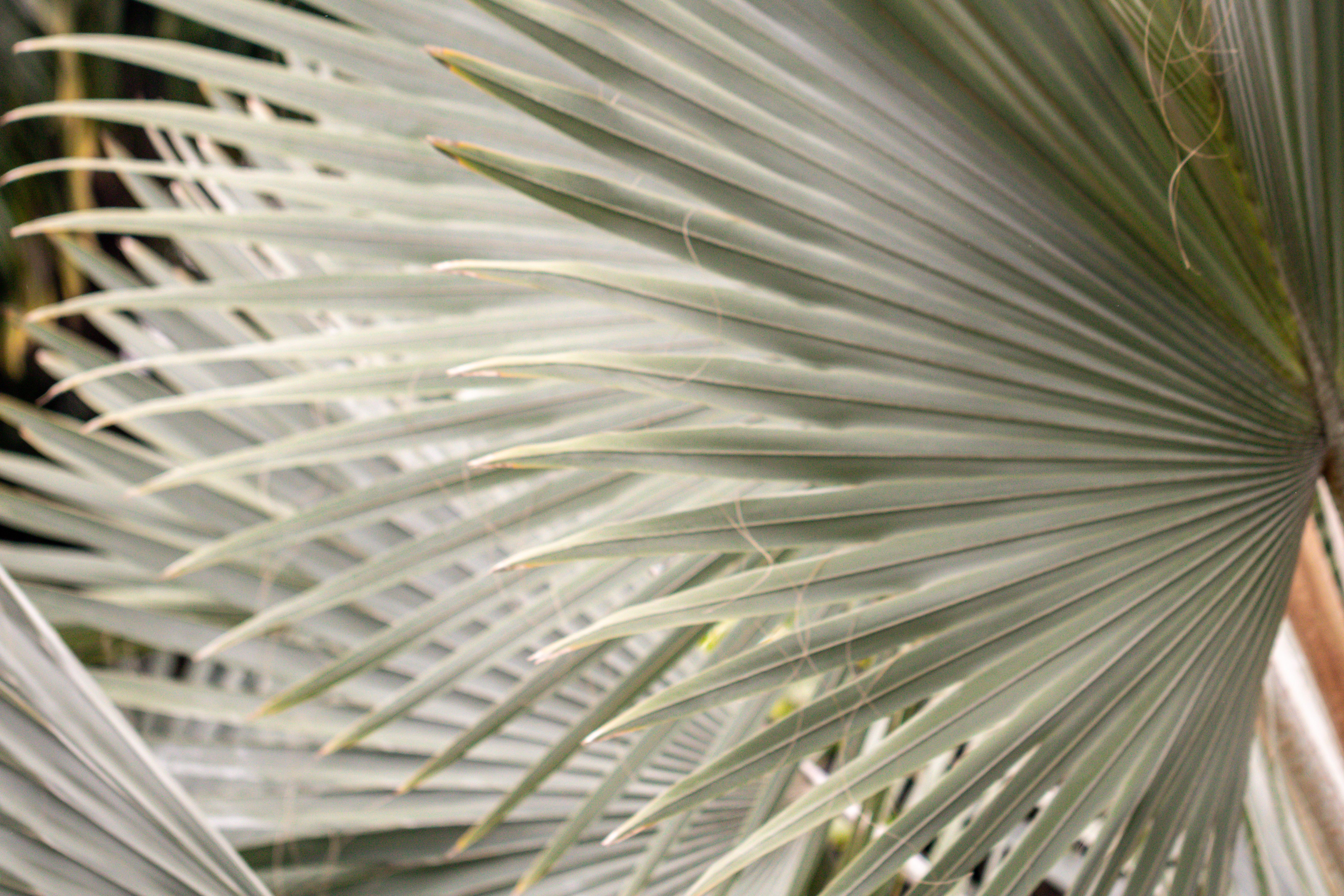 Bismarckia nobilis 'Silver' - Web page Navigation - Bismarck Palm