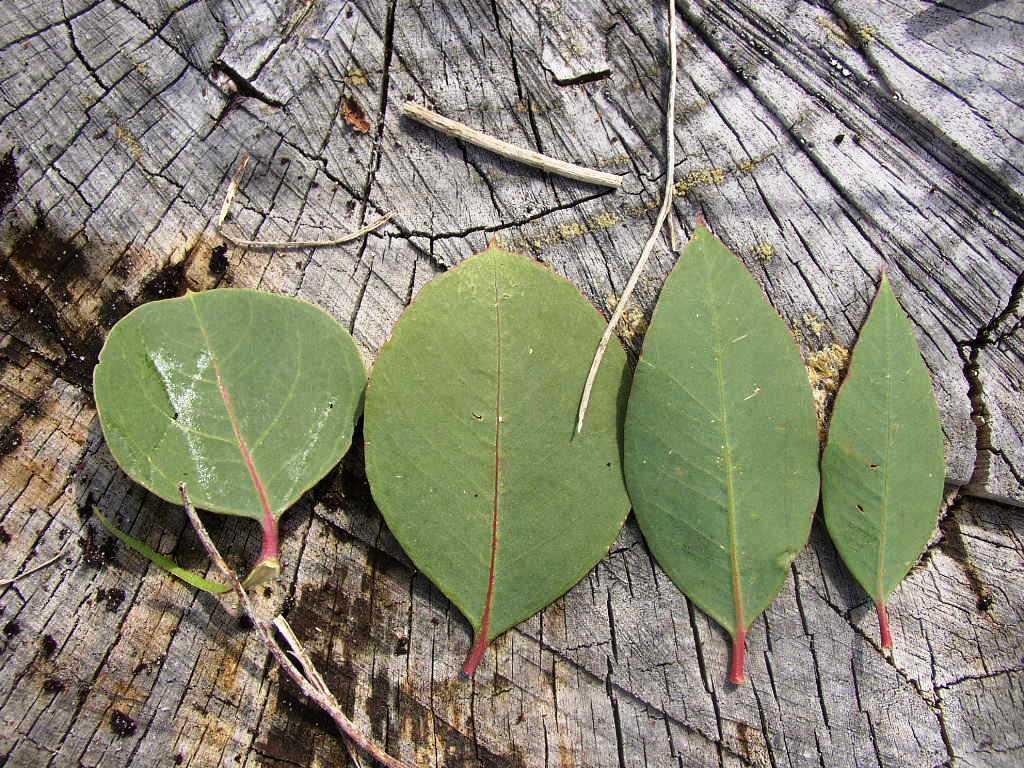 Eucalyptus botryoides - Web page Navigation - Bangalay, Bastard Jarrah ...