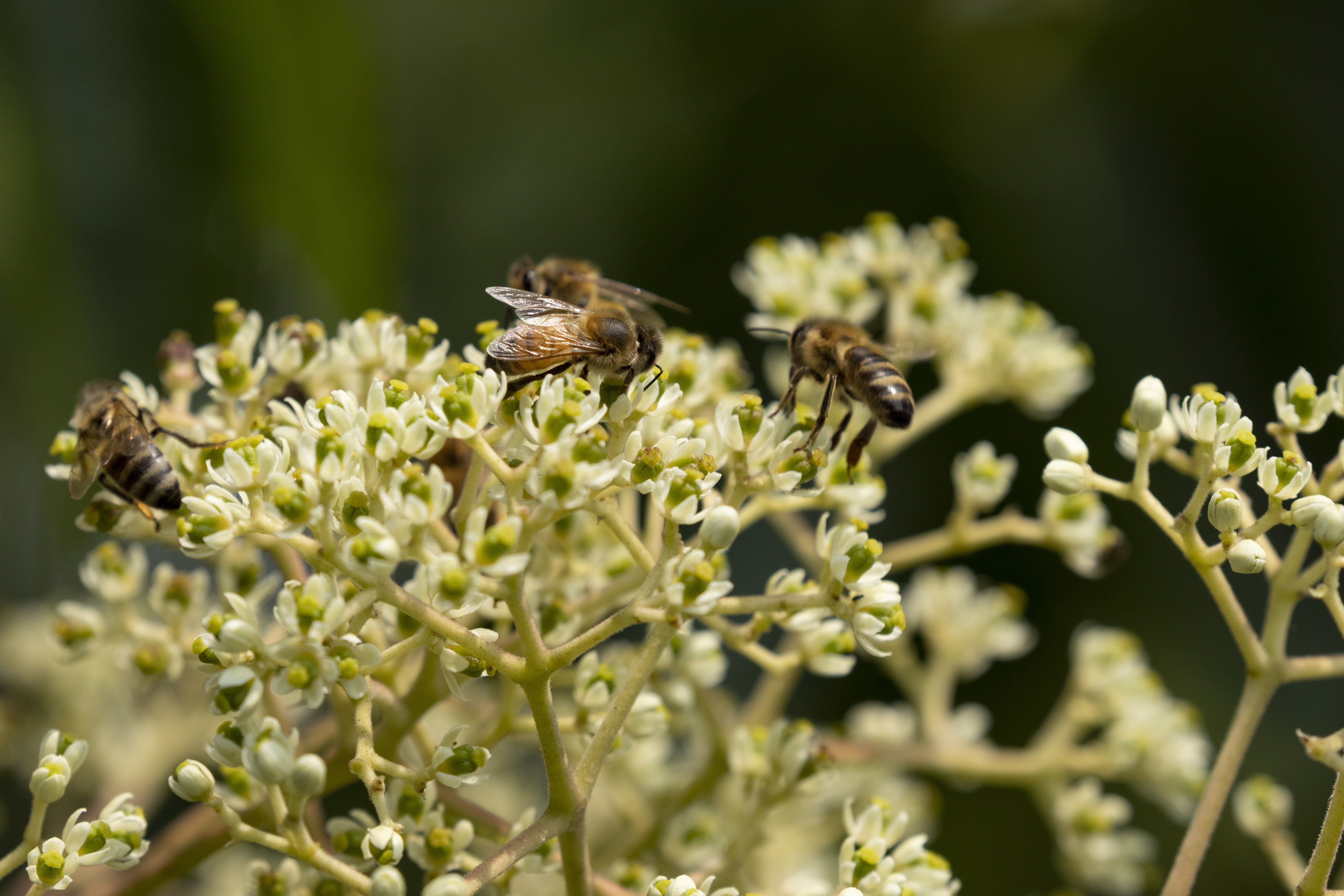 Tetradium daniellii - Flowering Tree - Bee-bee Tree, Korean Euodia