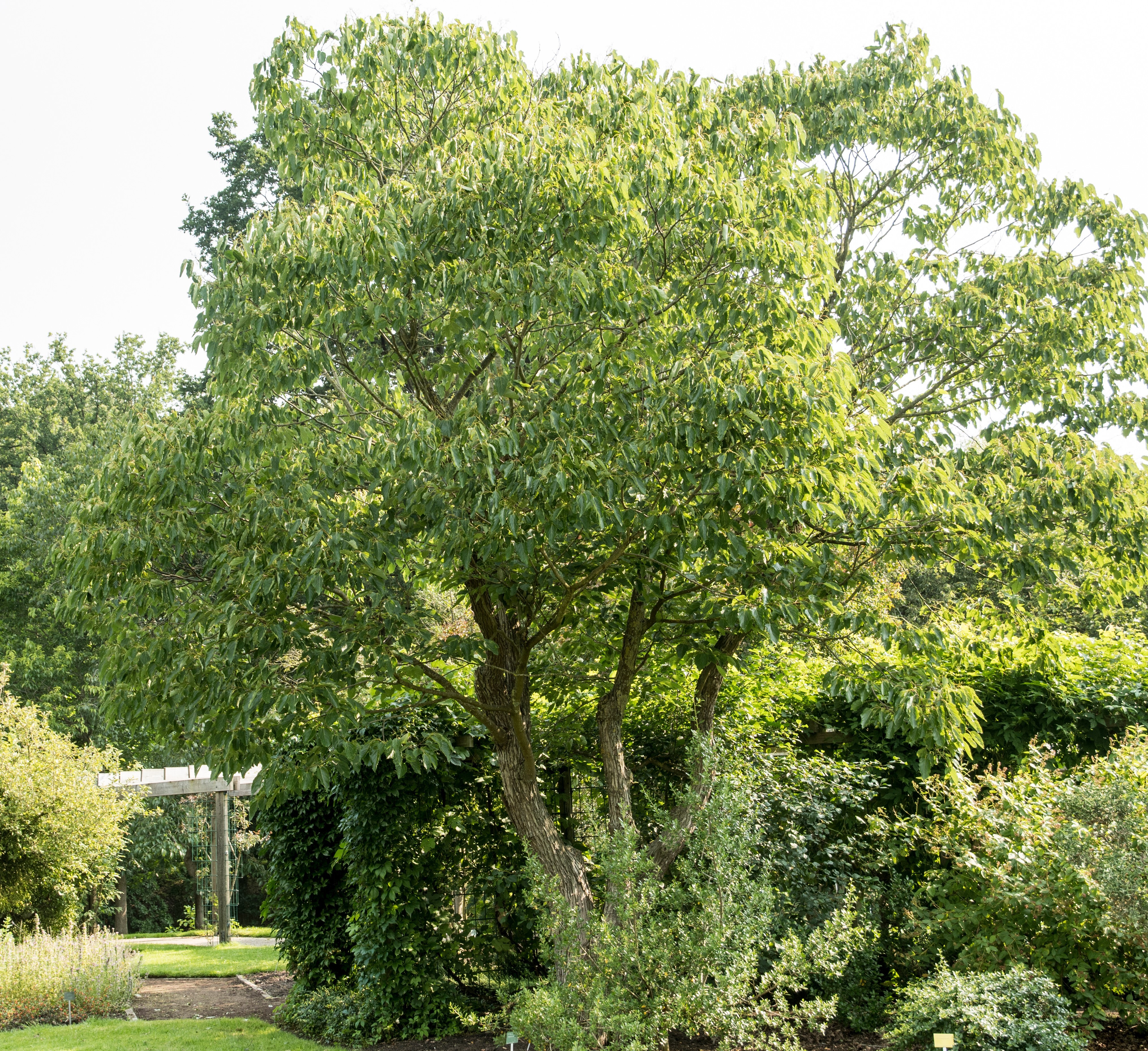 Hovenia dulcis - Deciduous - Japanese Raisin Tree, Oriental Raisin Tree