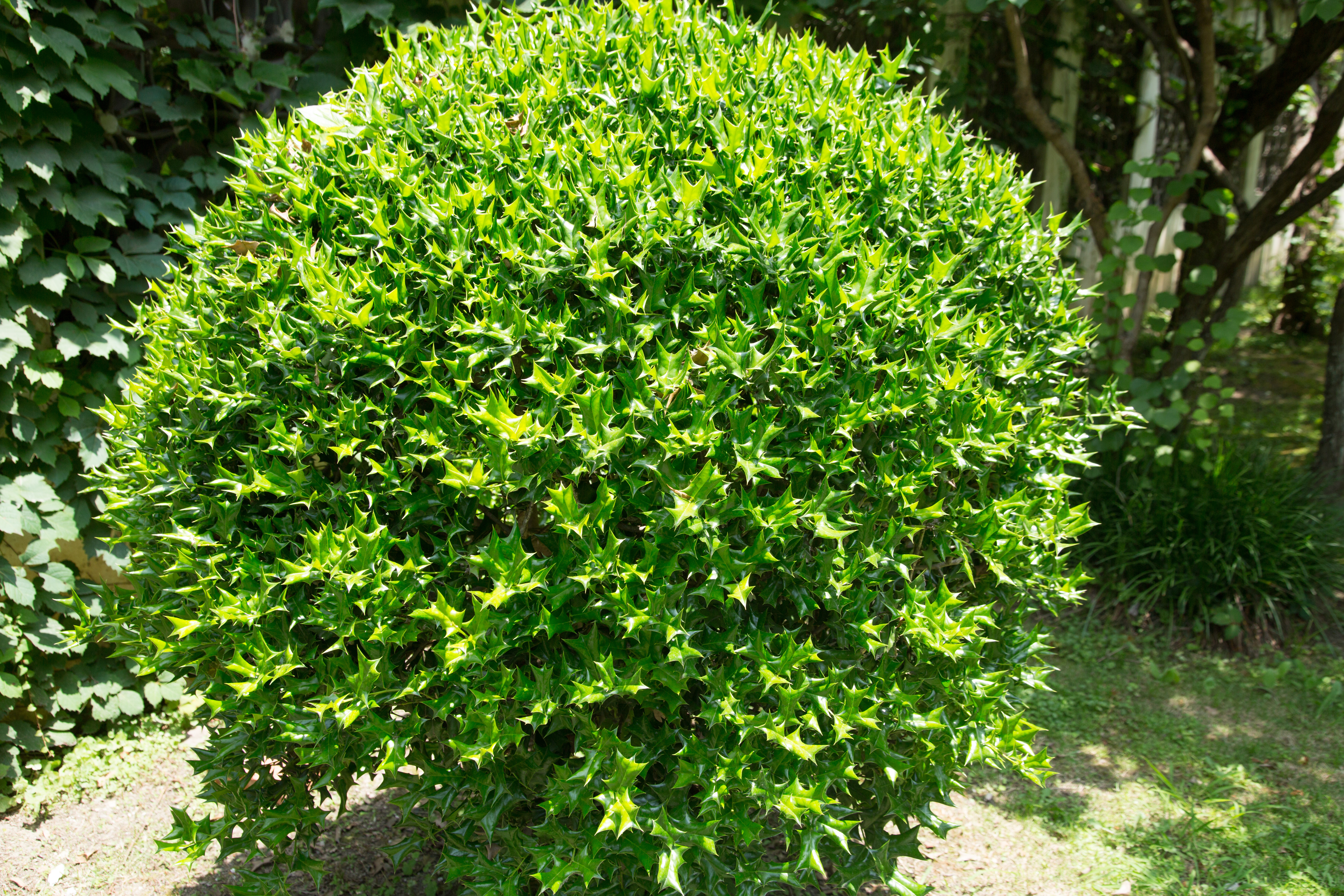 chocolate habanero pepper plant Chocolate Habanero Pepper Plants – Pepper Joe's main image 0